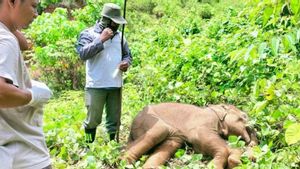 Anak Gajah Sumatra di Aceh Jaya Mati Setelah Belalai Nyaris Putus Terkena Jerat