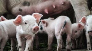 Kasus Baru Wabah Demam Babi Terkonfirmasi di Jerman