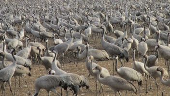 Flu Burung Bunuh 5.000 Burung Bangau di Cagar Alam Hula Israel