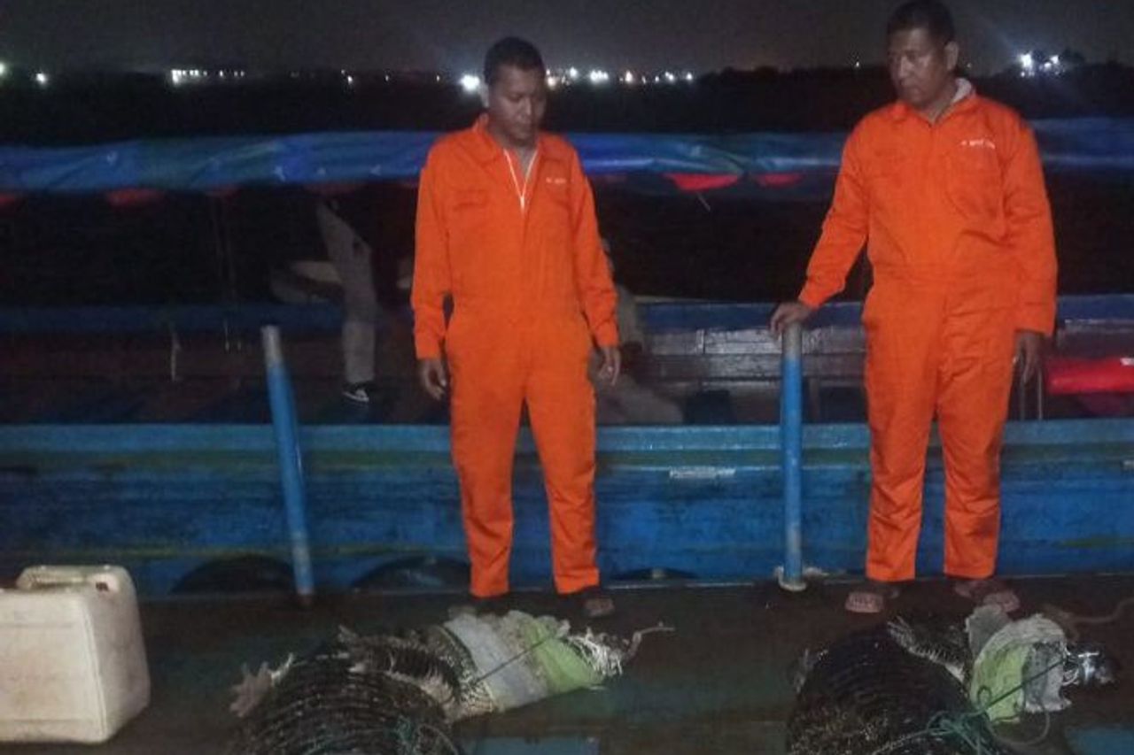 BKSDA Ensures That The Number Of PJK Batam Financing Crocodiles Will Be Released In Less Than Hundreds Of Heads