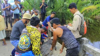 BKSDA Kalbar Releases Crocodiles Captured By North Kayong Residents
