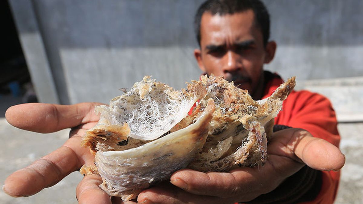 Pemkab Belitung Targetkan Pajak Sarang Burung Walet Rp750 juta
