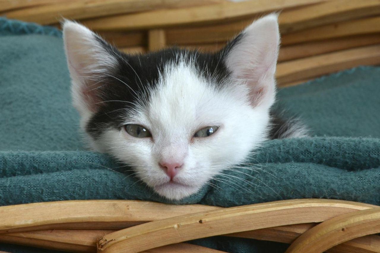猫の目の膜の腫れ?原因の説明は次のとおりです