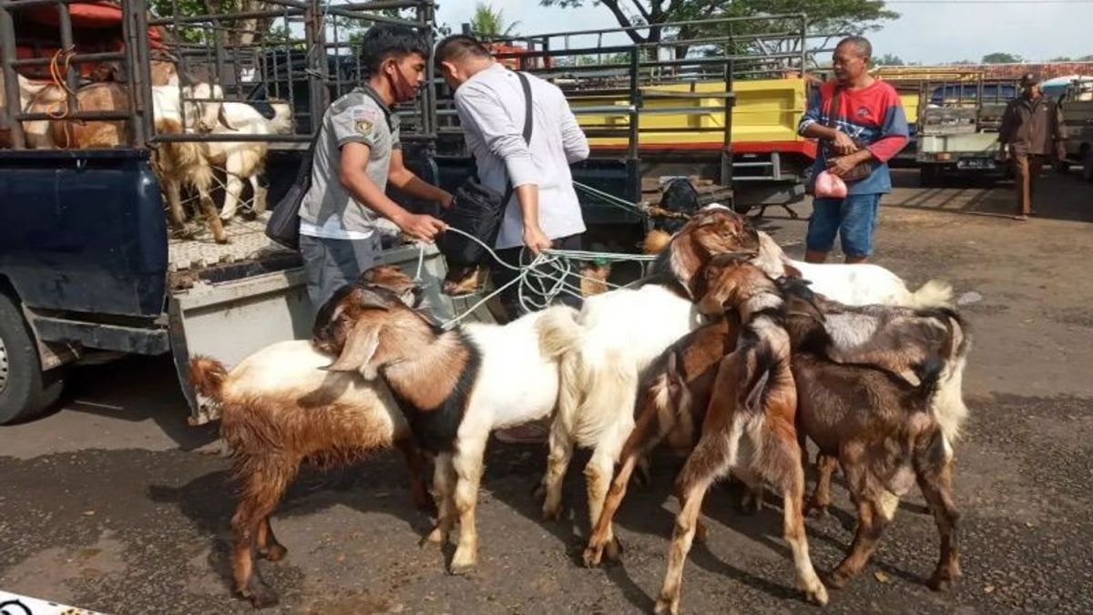 178 Cows In Gunungkidup Exposed To LSD, Service Of Intensive Animal Traffic Monitoring