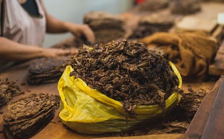 World No Tobacco Day: Kekhawatiran Dunia pada Tembakau dalam Sejarah Hari Ini, 31 Mei 1987