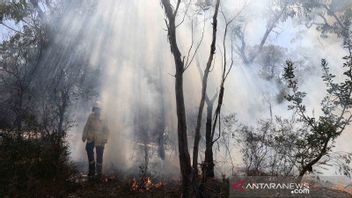 World Heritage, Fraser Island Begins To Be Licked By Australian Forest Fires