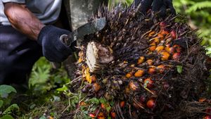 RI Dikejar Aturan EUDR, Traceability Sawit jadi Penentu Akses Pasar