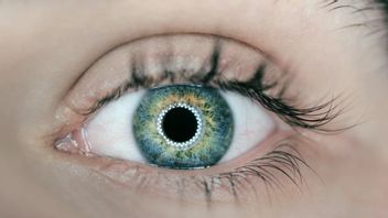 ブタコラーゲン移植で盲目の視力を回復、科学者:一般に公開される