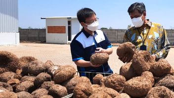 Potentially Has A High Economic Result, Ministry Of Industry's Focus On Developing The Downstreaming Of The Porang Industry