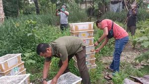 Balai Besar KSDA Riau Sita 840 Burung Tanpa Dokumen Resmi Meski Bukan Satwa yang Dilindungi
