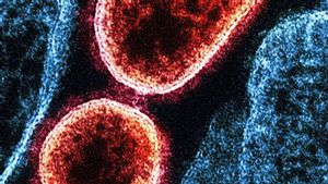 Belum Ada Vaksin, IDAI Ingatkan Tingkat Kematian Virus Nipah Capai 75 Persen