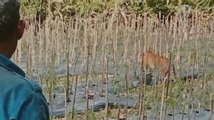 Sumatran Tiger Circulating In Fields Of East Aceh Residents
