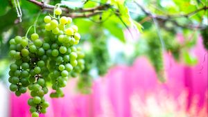 Muscat Wine Is Called Containing A Pesticide Residue, This Is The Impact On The Body If Consumpted