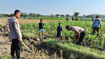 Polisi di Grobogan Turun ke Sawah Bantu Petani Basmi Tikus