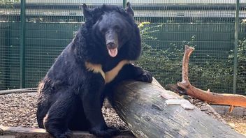 Trauma Perang, Beruang Ukraina Diadopsi oleh Kebun Binatang Skotlandia