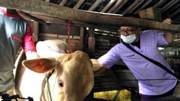 Dozens Of Veterinarians Check The Health Of Livestock Victims Of The Mount Semeru Eruption, Some Have Burns