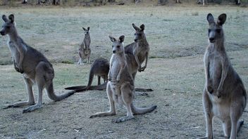 絶滅危惧種を保護し、オーストラリアは陸地の30%を確保
