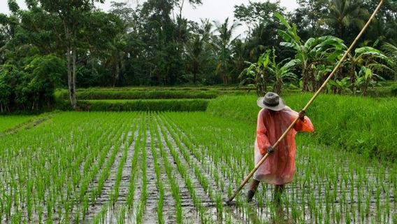 urien de la Chambre des représentants vaut la fonction sawah d’être une maison incohérente avec la vision de la mission de sécurité alimentaire