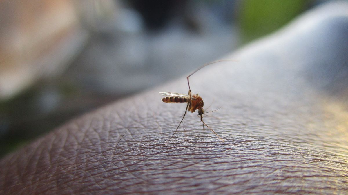 Tak Cuma Penularan COVID-19 Peserta PON Papua Juga Ada yang Kena Malaria dan Diare
