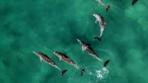 卡普科德搁浅的100只海豚成功“撤离”