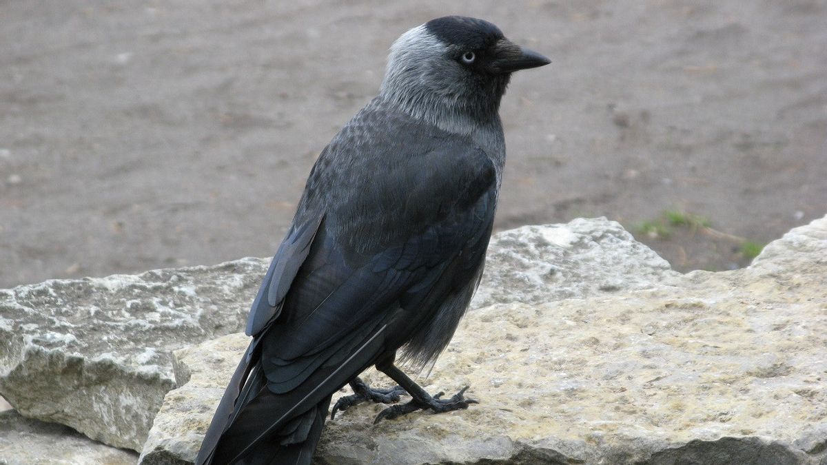 Humans Humiliate, Swedish Crows Are Trained To Pick Up Cigarette Butts