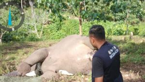 Gajah Betina Muda Ini Ditemukan Mati di Aceh Tengah