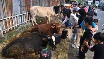 Tips dari KPKP DKI Jakarta Memilih Hewan Kurban