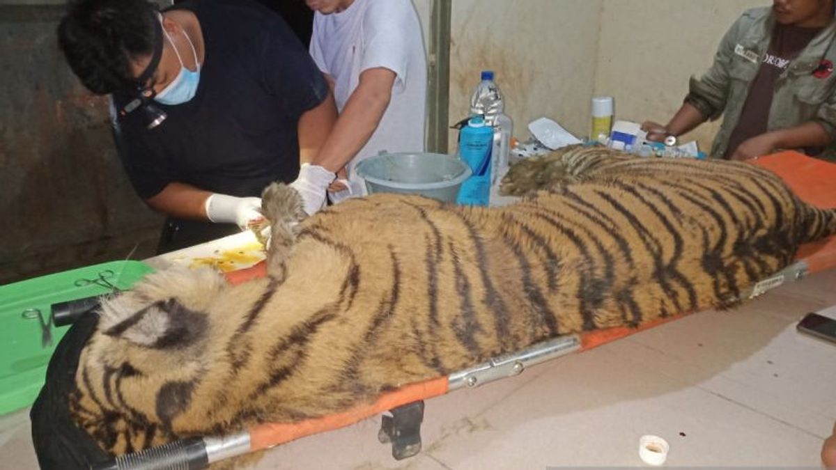 Harimau Sumatera ‘Dewi Siundul’ Mati dengan Sejumlah Luka Infeksi, BKSDA: Konflik dengan Manusia