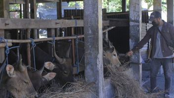 预防口腔和指甲疾病，泗水拒绝来自贾蒂姆4个地区的奶牛