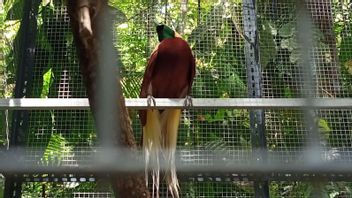 TWAソルンで解放される楽園と黄色い紋章のオカメインコの鳥