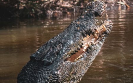 Ilmuwan Temukan Spesies Buaya Baru Pemakan Dinosaurus