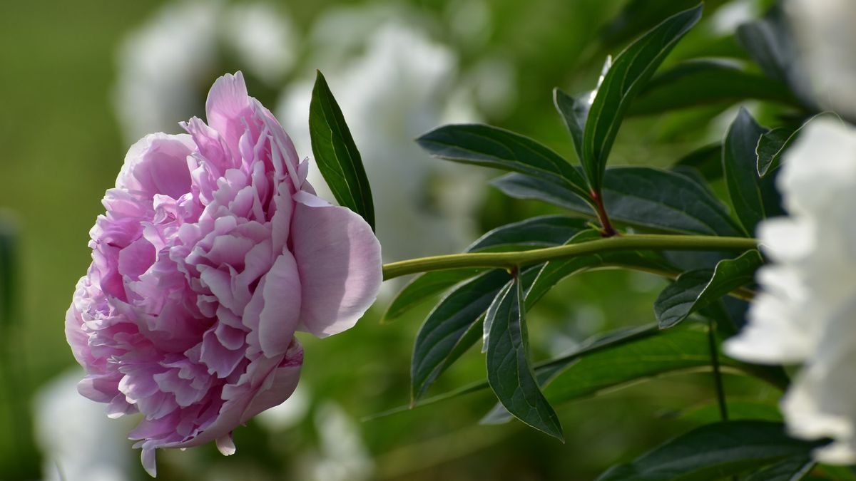 花植物には、以下の6種類の植物栄養素を適切に提供してください。