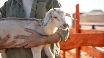 Mengetahui Batas Nisab Zakat Kambing Minimal: Panduan Lengkap bagi Peternak Muslim