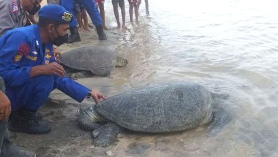 Si Seulement Elles Ne Sont Pas Reniflées, Ces 2 Tortues Lekang Protégées Ne Peuvent Plus Profiter De La Nature