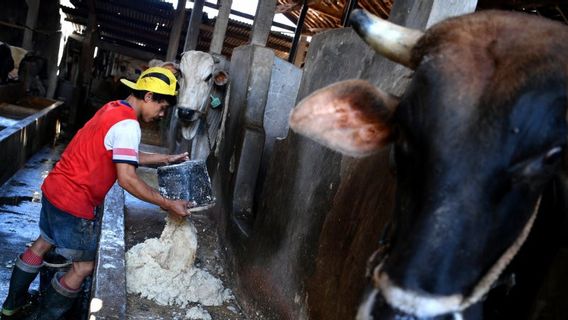 Conserver Le Patrimoine Ancestral De Betawi, L’activité De L’élevage Bovin à Jaksel Est Toujours Prometteuse 