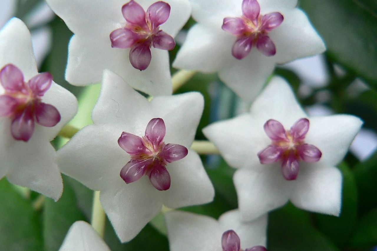 Reasons Why Hoya Plants Are Expensive
