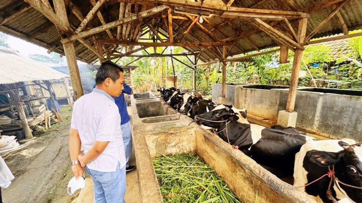 Sebanyak 15 Ekor Sapi di Provinsi Kepri Terpapar Wabah PMK