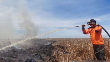 廖内BPBD揭示了数十公顷的烧毁土地
