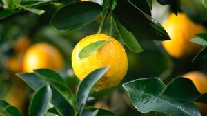 Di Balik Rasanya yang Asam, Ternyata Lemon Punya Manfaat Penting Bagi Tubuh