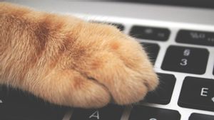 Mengapa Kucing Suka Menyuruk Laptop? Menurut Ahli: Untuk Dapatkan Perhatian