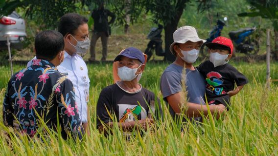 Rice Harvesting Up To Sumedang, Anies Baswedan Disindired Netizens: Have You Become Governor Of West Java, Sir? Thank God