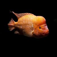 Asal Usul Ikan Red Devil: Memahami Sejarah dan Karakteristik Ikan Predator yang Jadi Invasif di Beberapa Negara