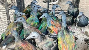 Berkat Laporan Warga, Kemenhut Gagalkan Jual Beli 48 Burung Burung Junai Emas