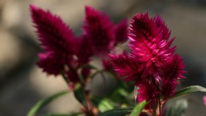 Warna-warni Bunga Celosia yang Cantik dan Mudah Dirawat