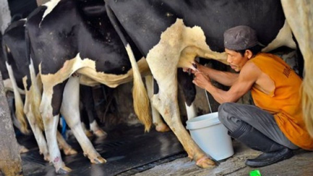 تحتاج إلى 2 مليون إيكور من الماشية للوفاء ببرنامج الحليب المجاني في برابوو-جيبران