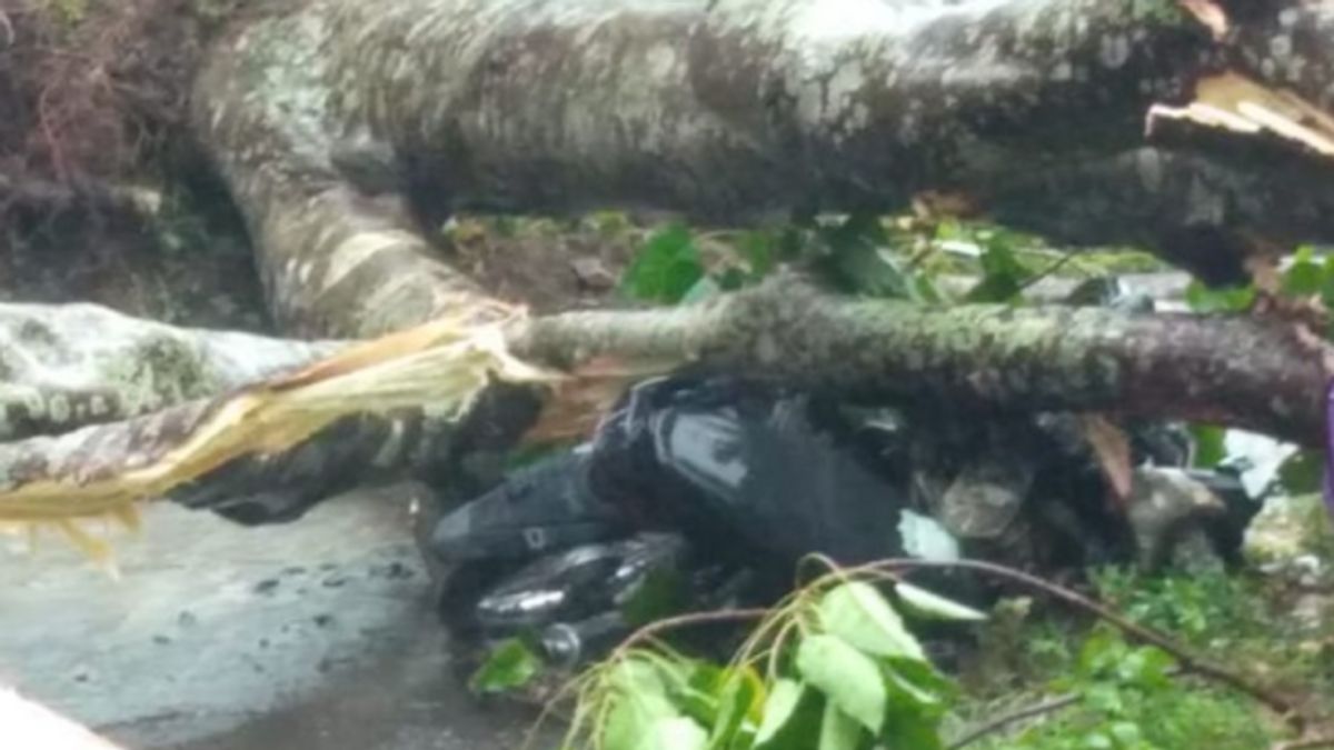 Albertus Jehamin在驾驶摩托车时在NTT被倒下的树杀死