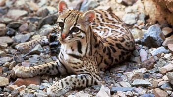 Coordination With US, Colombia Saves Over 1,000 Ocelots To Snakes In Anti-Smuggling Operation