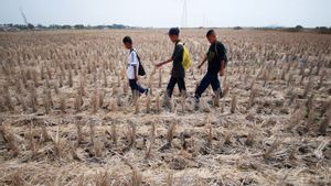 Puluhan Hektare Sawah di Kota Serang Puso Akibat Kekeringan