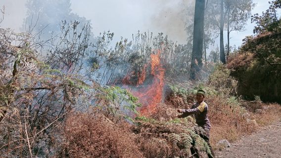 林贾尼山的森林和陆地火灾继续Meluas,95公顷的Ludes森林被烧毁
