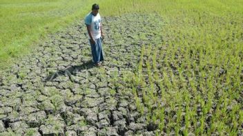 Lhoknga And Kuala Simpang Aceh Potentially Experience Drought